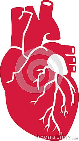 Real human heart organ Vector Illustration