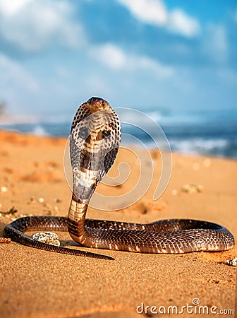 Real King cobra on the beach Stock Photo
