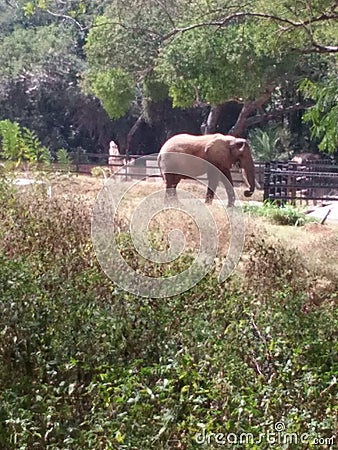 Real king of jungle elephant is real king hail Stock Photo