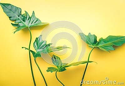 Real leaves on pastel color background.Botanical tropical Stock Photo