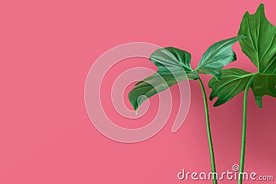 Real leaves on pastel color background.Botanical tropical Stock Photo