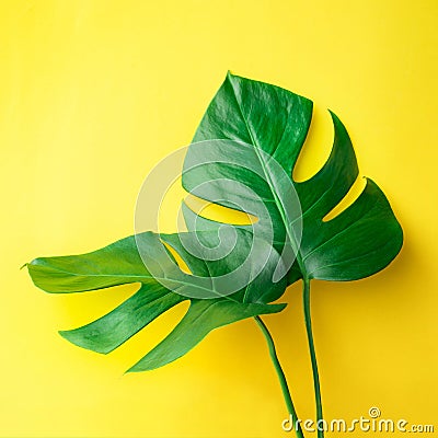 Real leaves on pastel color background.Botanical tropical Stock Photo