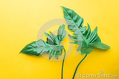 Real leaves on pastel color background.Botanical tropical Stock Photo