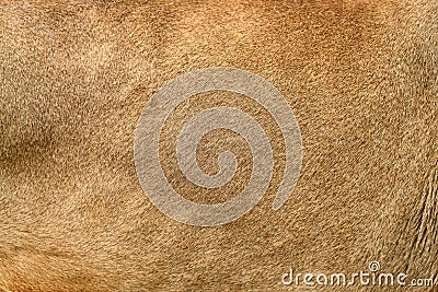 Real lion skin texture Stock Photo