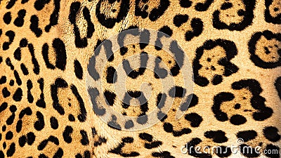 Real Live Jaguar Skin Fur Texture Background Stock Photo