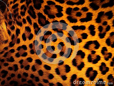 Real Live Jaguar Skin Fur Texture Background Cartoon Illustration