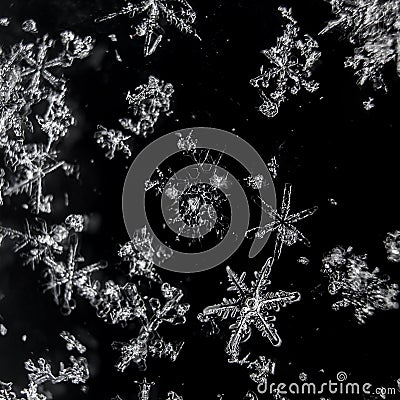 Real macro snowflakes on a black background Stock Photo