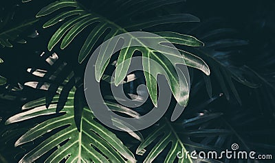 Real monstera leaves background.Tropical,botanical nature concept Stock Photo