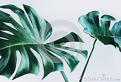 Real monstera leaves decorating for composition design.Tropical,botanical nature concepts Stock Photo