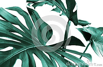 Real monstera leaves decorating for composition design.Tropical,botanical nature concepts Stock Photo