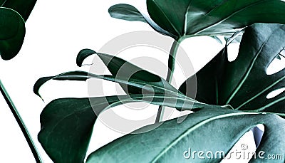 Real monstera leaves decorating for composition design.Tropical Stock Photo