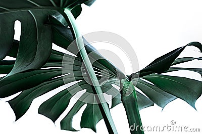 Real monstera leaves decorating for composition design. Tropical Stock Photo