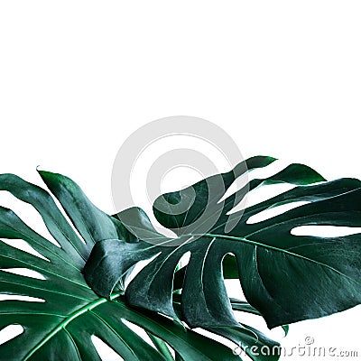 Real monstera leaves decorating for composition design.Tropical,botanical nature concepts Stock Photo