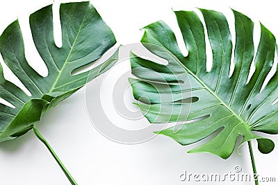 Real monstera leaves set on white background.Tropical,botanical Stock Photo