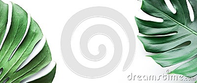 Real monstera leaves set on white background. Stock Photo