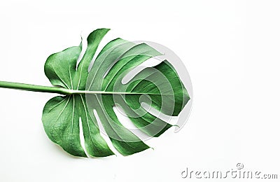 Real monstera leaves on white background Stock Photo