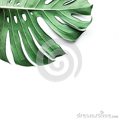 Real monstera leaves on white background.Tropical,botanical Stock Photo