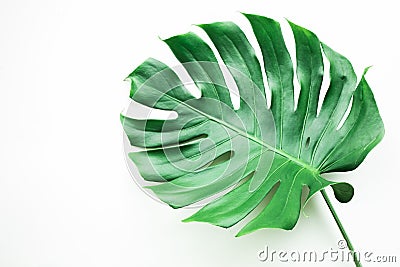 Real monstera leaves on white background.Tropical,botanical Stock Photo