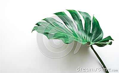 Real monstera leaves on white background.Tropical,botanical Stock Photo