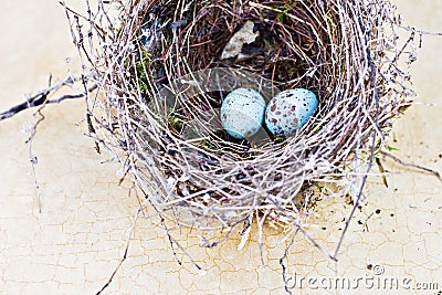 Real nest and blue spotted chipping sparrow eggs Stock Photo