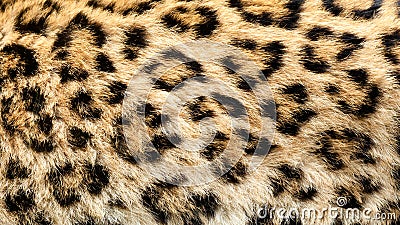 Real North Chinese Leopard Skin Background Stock Photo