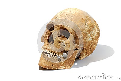 Real old human skull Stock Photo