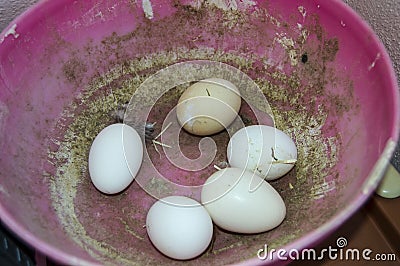 Real organic chicken eggs in a plate Stock Photo