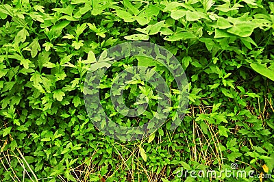 Real organic green vegetables backgrounds Stock Photo