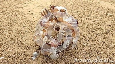 REAL PHOTO - ACORN BARNACLES PERFORATUS (BARACE SHELL) (3) Stock Photo