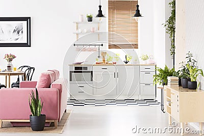 Real photo of open space kitchen interior with checkerboard floor, window with wooden blinds, pink velvet couch and many fresh pl Stock Photo
