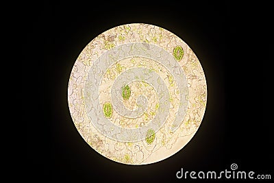 Real photo of plant cells and stoma with green chloroplast science Stock Photo