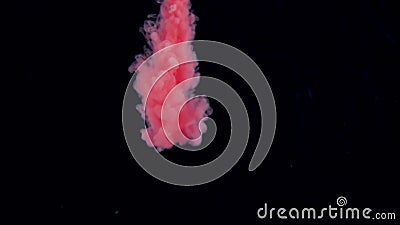 Real shot red paint drops in water. Ink swirling underwater. Cloud of ink collision isolated on black background. Close Stock Photo