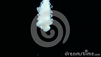 Real shot white paint drops in water. Ink swirling underwater. Cloud of ink collision isolated on black background Stock Photo