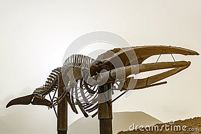 Real skeleton of a large whale. Stock Photo