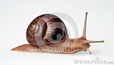 Real snail isolated Stock Photo