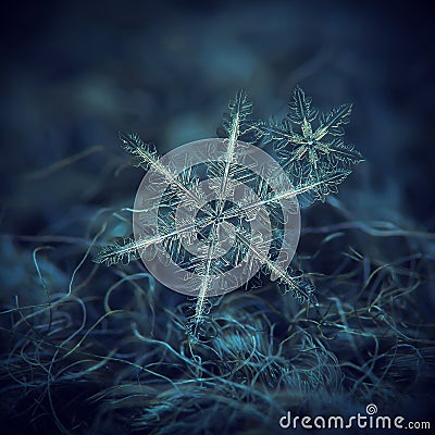 Real snowflakes glowing on dark textured background Stock Photo