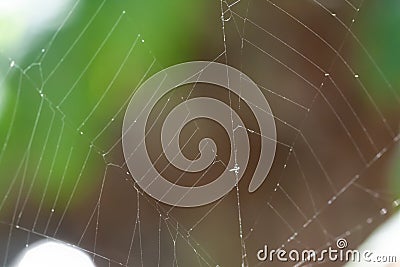 Real spider outdoor broken macro web with bokeh garden as background Stock Photo