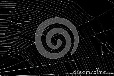 Real spider web on black Stock Photo