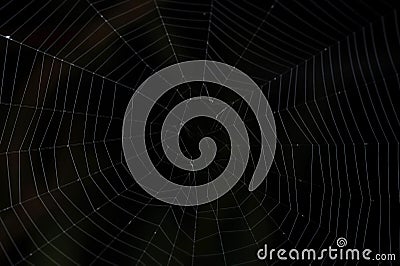 Real spider web Stock Photo