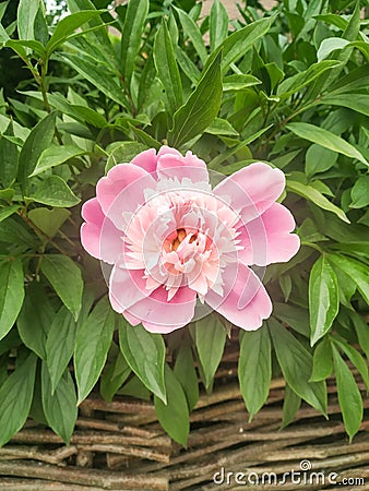 The real star of this season: a pink peony flower Stock Photo