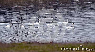 real swan, Cygnus olor, a species of swan and a member of the waterfowl family Anatidae Stock Photo