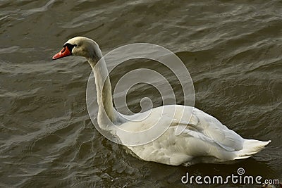 This is the real Swan lake Stock Photo