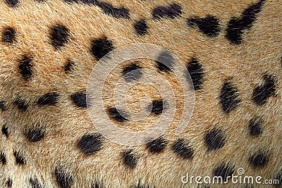 Real texture of serval cat fur Stock Photo