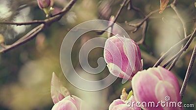 Flowers Magnolia Branch. Pink Magnolia Flowers In The Park In Spring. Stock Photo