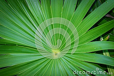 Real tropical leaves background, jungle foliage. Stock Photo