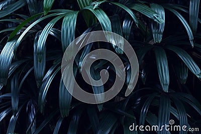 Real tropical leaves background, jungle foliage Stock Photo