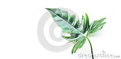 Real tropical leaves backgrounds on white.Botanical nature concept Stock Photo