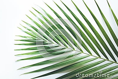 Real tropical leaves backgrounds on white.Botanical nature concept Stock Photo