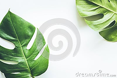 Real tropical leaves backgrounds on white.Botanical nature concept Stock Photo