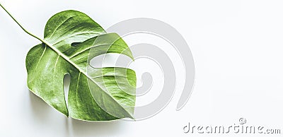 Real tropical leaves backgrounds on white.Botanical nature concept Stock Photo